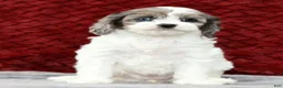Cavapoo dogs for sale: Sasha - Ad 4