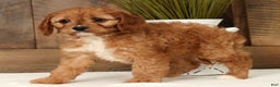 Cavapoo dogs for sale: Carla - Ad 8