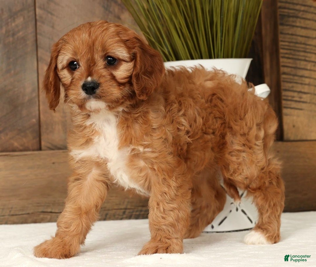 Cavapoo dogs for sale: Carla - Ad 8