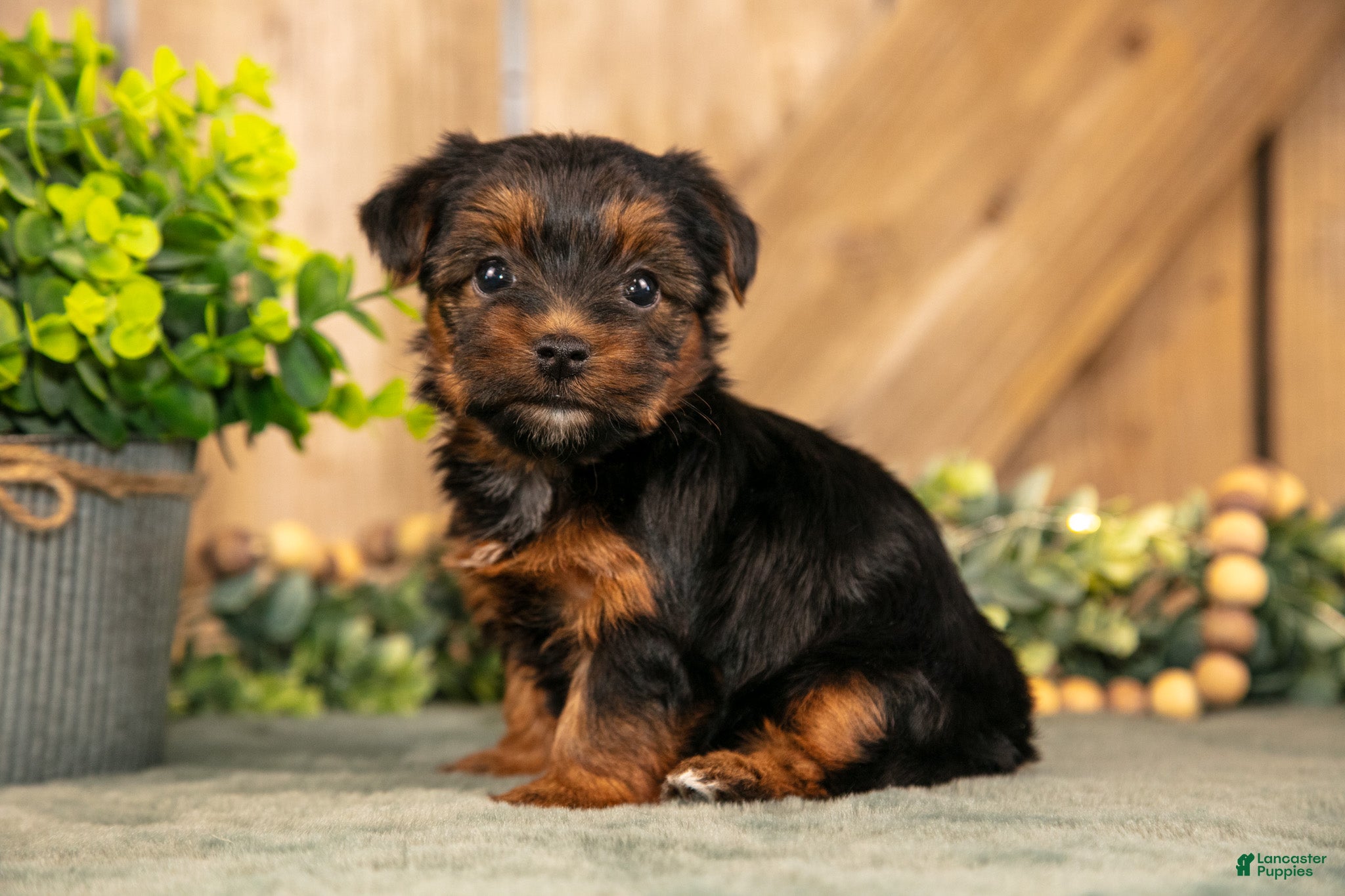 Yorkshire Terrier dogs Fawn - Ad 1