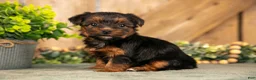 Yorkshire Terrier dogs for sale: Fawn - Ad 1