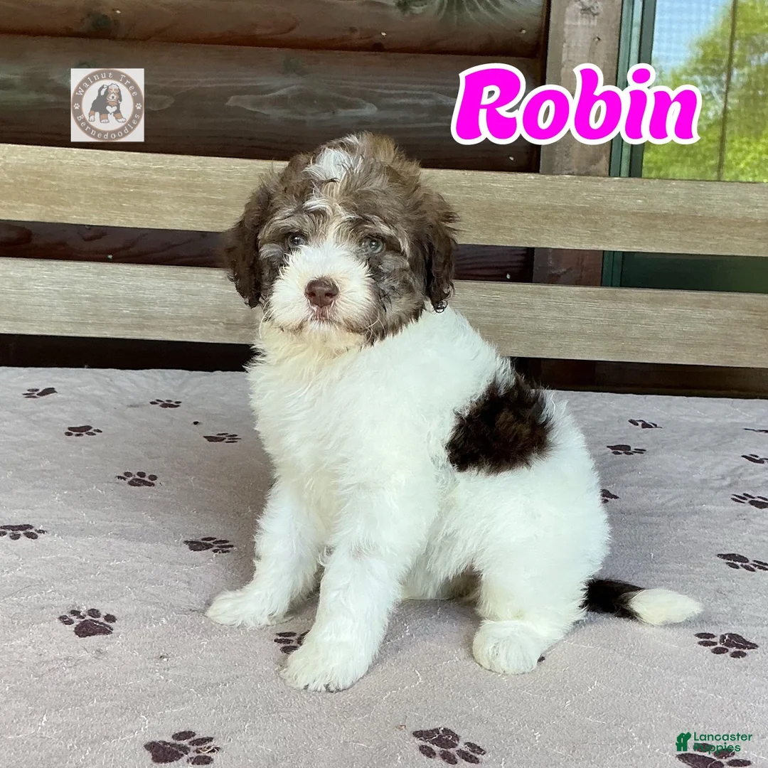 Bernedoodle dogs for sale: Robin - Ad 1