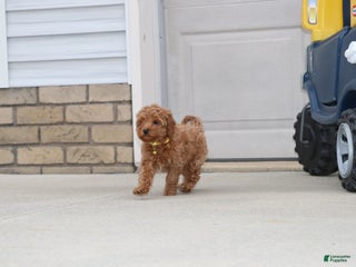 Havapoo dogs Easton 💙 - Ad 26