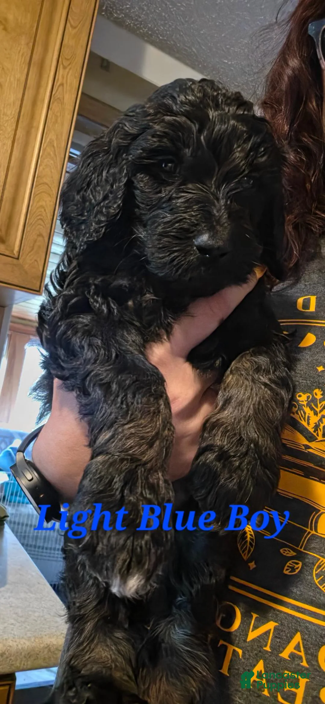 Standard Poodle dogs for sale: Light blue - Ad 1