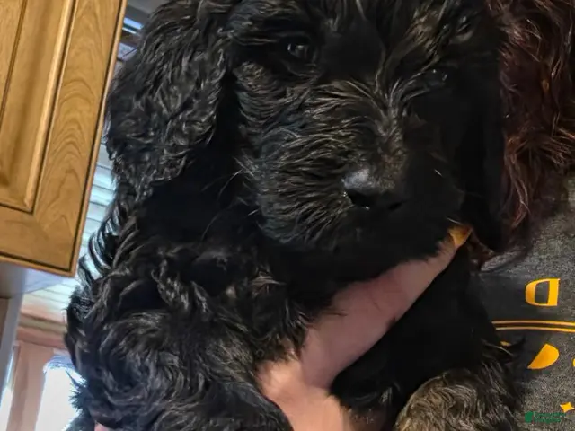 Standard Poodle dogs for sale: Light blue - Ad 10
