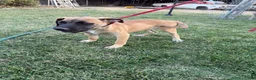 Mixed Breed dogs for sale: Whiskey - Ad 2