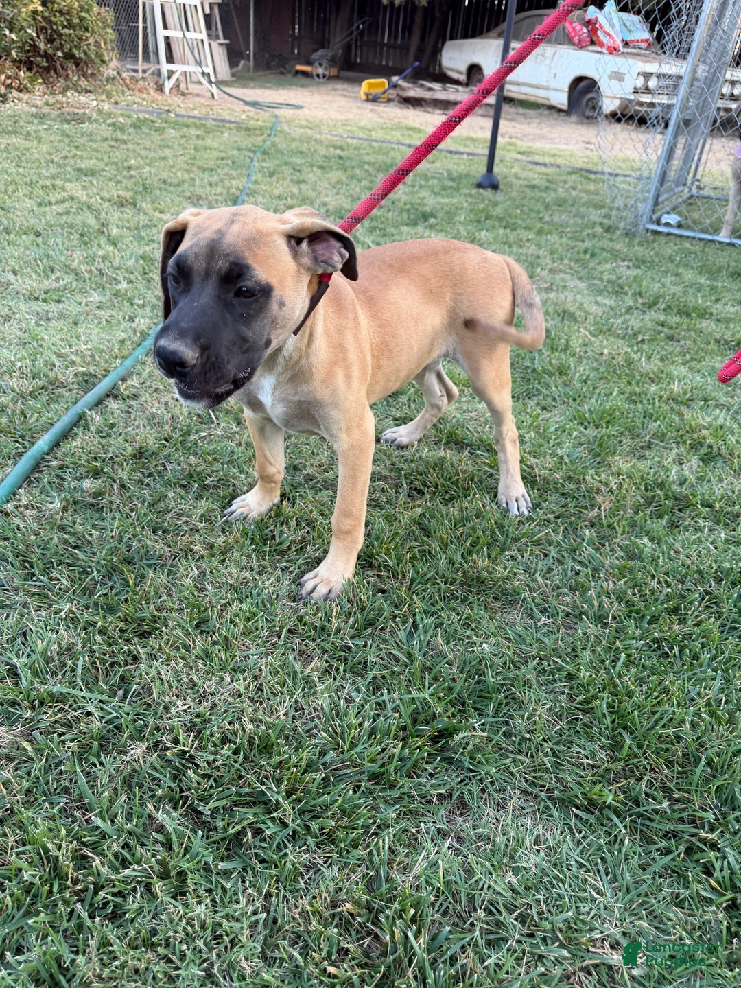 Mixed Breed dogs for sale: Whiskey - Ad 2