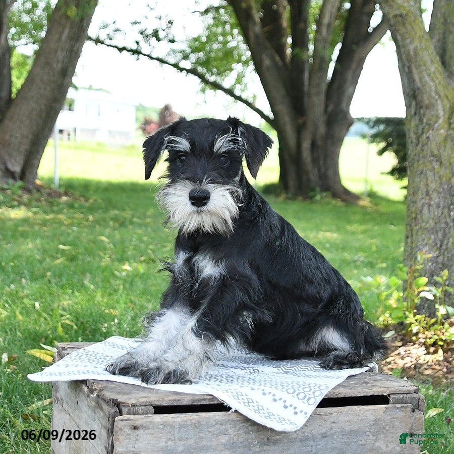 Miniature Schnauzer dogs Garrett - Ad 1
