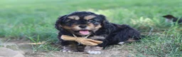 Cavapoo dogs for sale: Logan - Ad 6