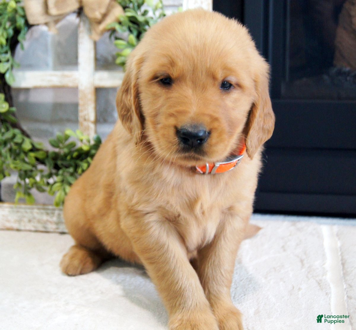 Golden Retriever dogs Cody - Ad 1