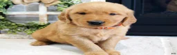 Golden Retriever dogs for sale: Cody - Ad 1