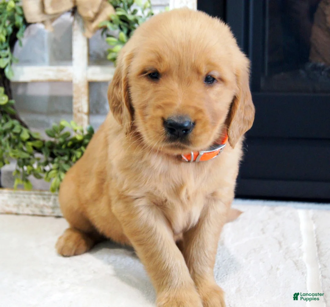 Golden Retriever dogs for sale: Cody - Ad 1