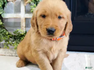Golden Retriever dogs for sale: Cody - Ad 3