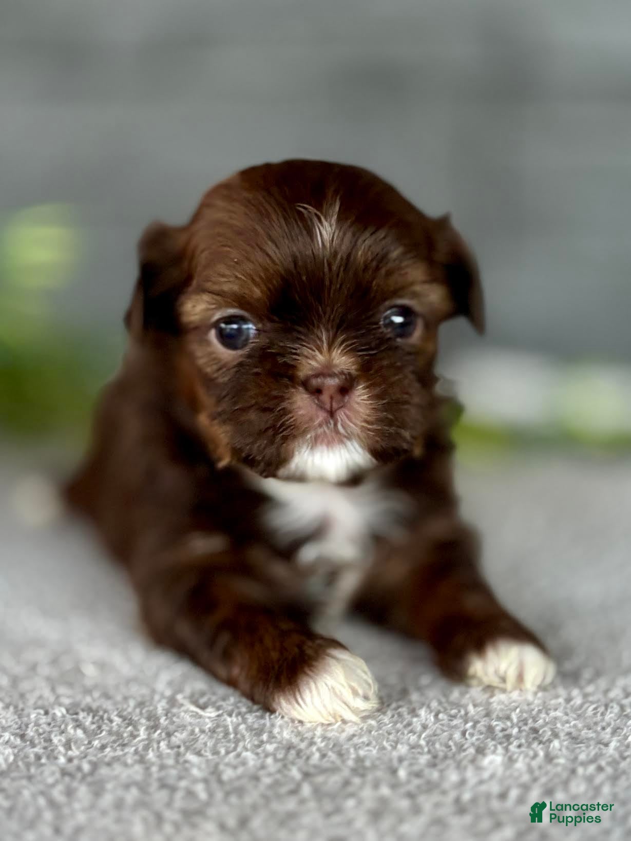 Shih Tzu dogs for sale: Sushi Shih Tzu Puppy  - Ad 3