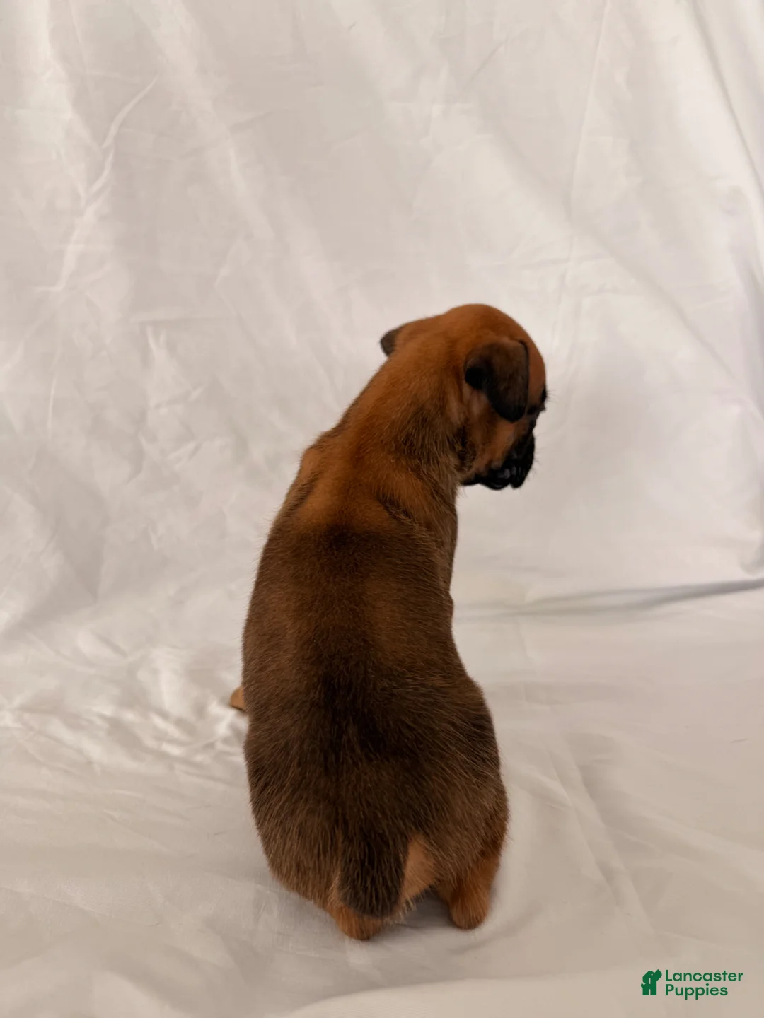 Boxer dogs for sale: Banjo - Ad 2