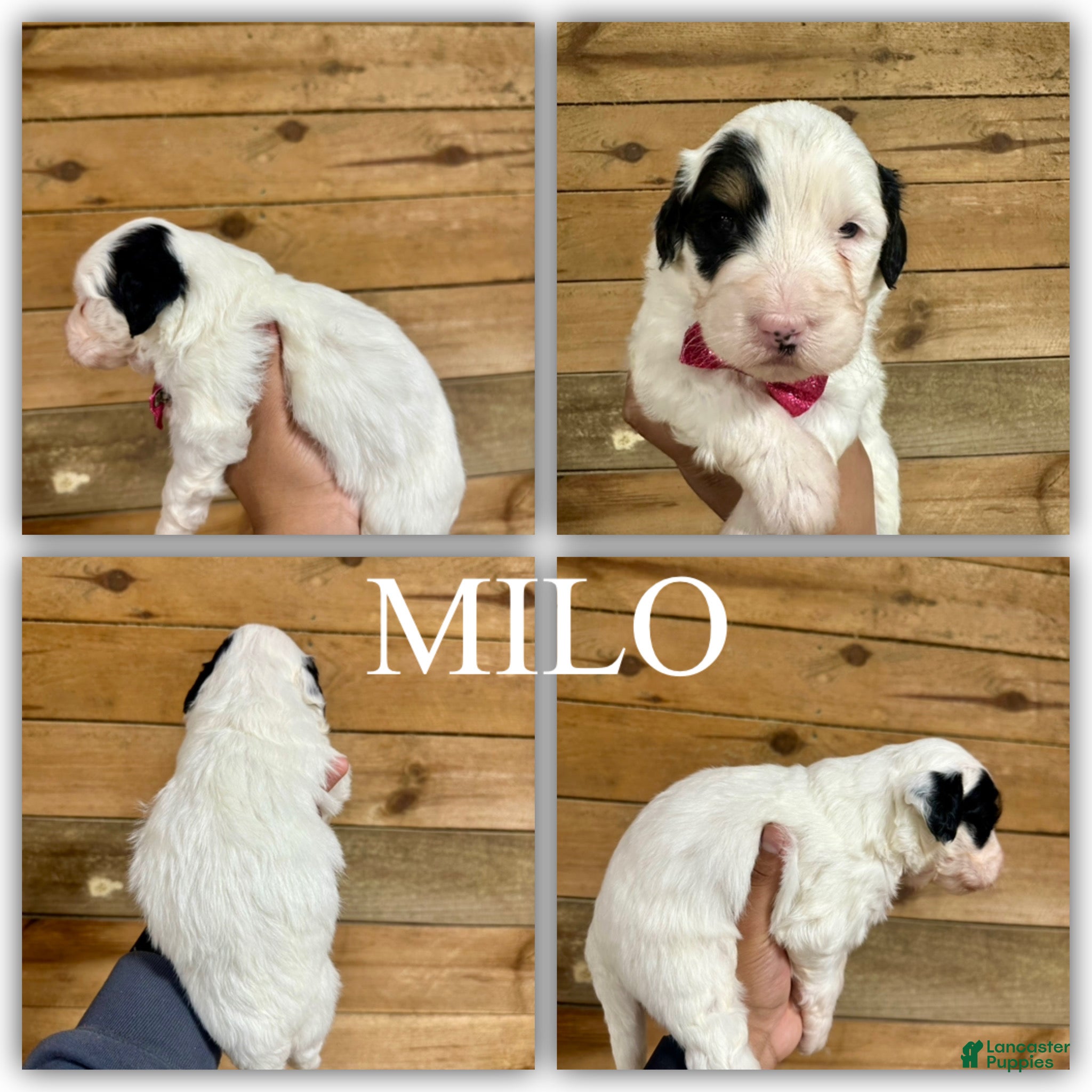 Mini Bernedoodle dogs Milo - Ad 10