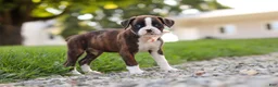 Boxer dogs for sale: Lillian - Ad 5