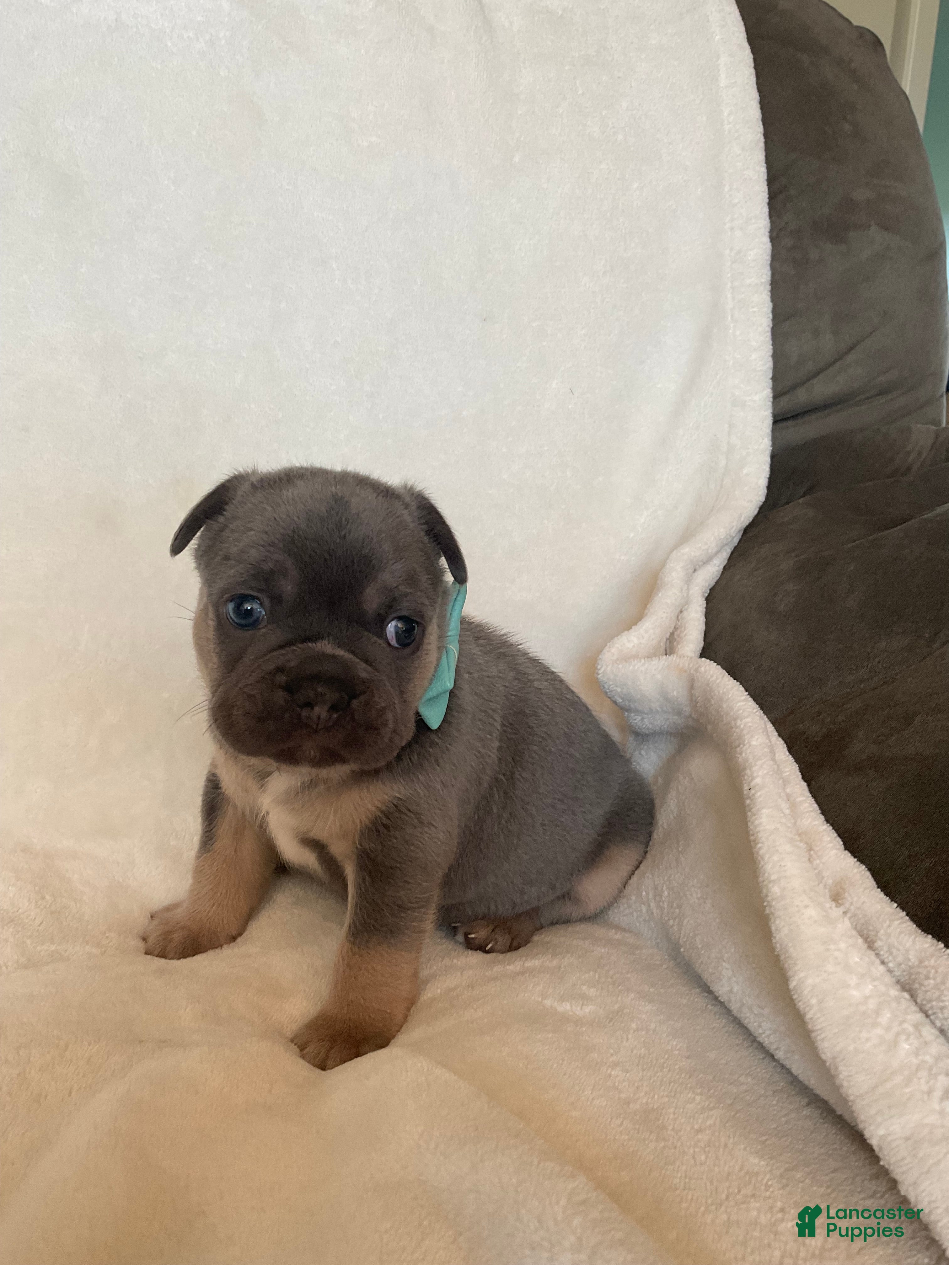 French Bulldog dogs French Bulldog 1 - Ad 1