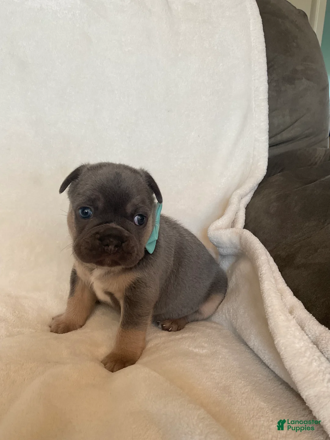 French Bulldog dogs for sale: French Bulldog 1 - Ad 1