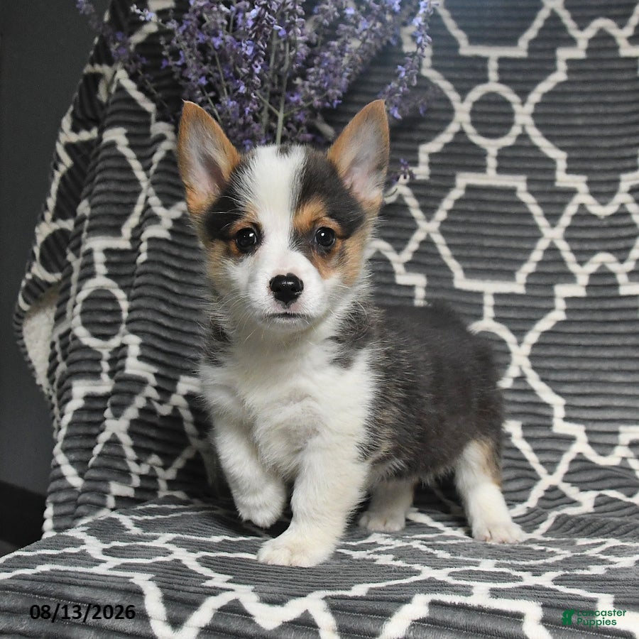 Welsh Corgi Pembroke dogs Cheif - Ad 1