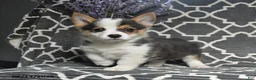 Welsh Corgi Pembroke dogs for sale: Cheif - Ad 1