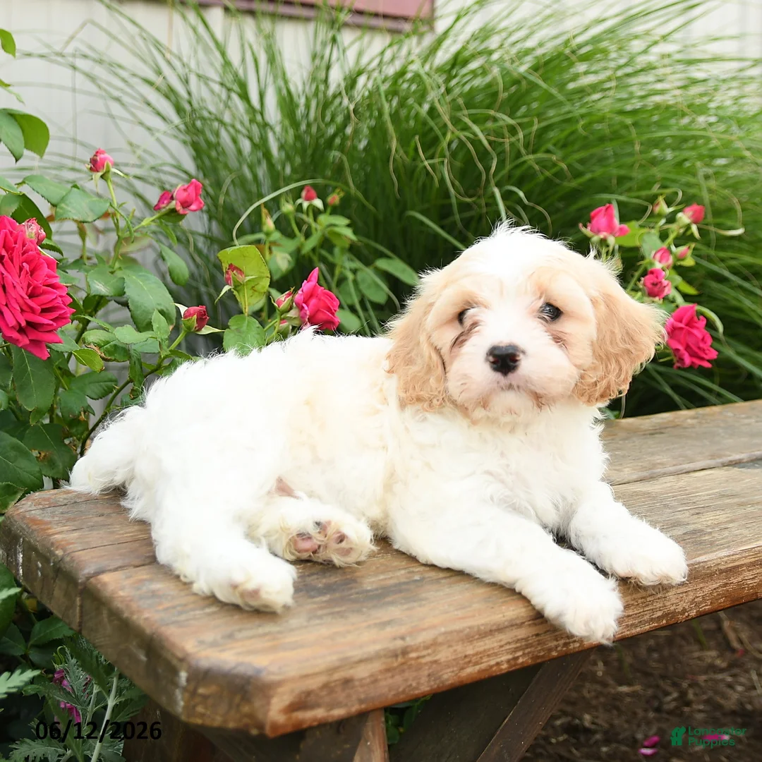 Cavachon dogs for sale: Tulip - Ad 3