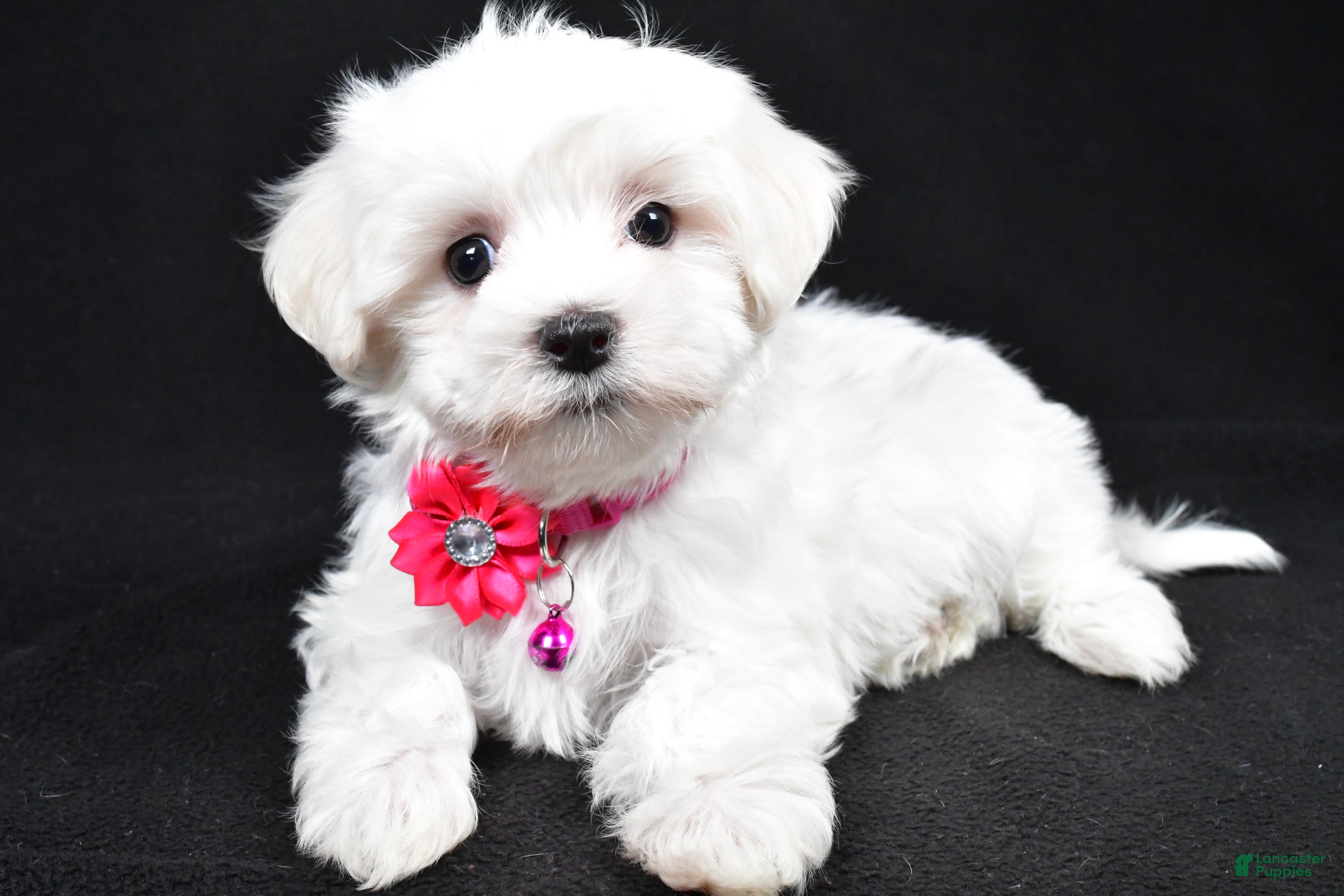 Maltese dogs Jill - Ad 21