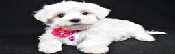 Maltese dogs for sale: Jill - Ad 1