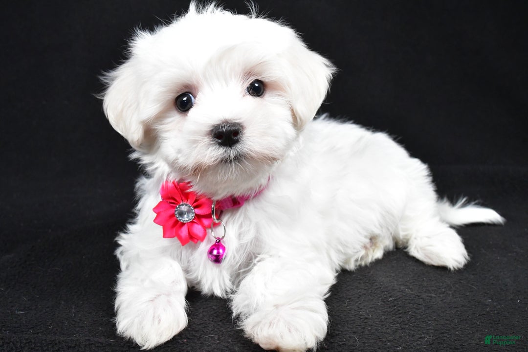 Maltese dogs for sale: Jill - Ad 1
