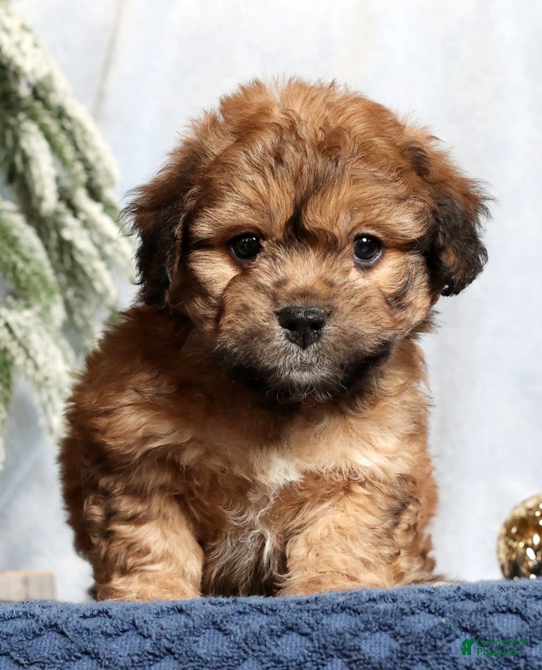 Mixed Breed dogs for sale: Jasper - Ad 4