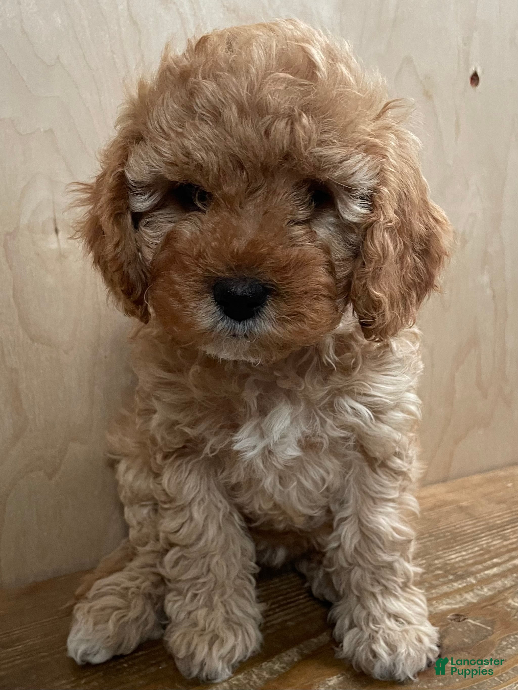 Cavapoo dogs Ginger  - Ad 40
