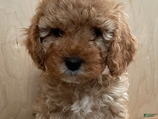 Cavapoo dogs Ginger - Ad 28