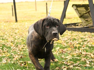 Cane Corso dogs - Ad 6