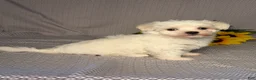 Maltese dogs for sale: Freddy  - Ad 3