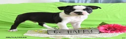 Boston Terrier dogs for sale: Zipper - Ad 8