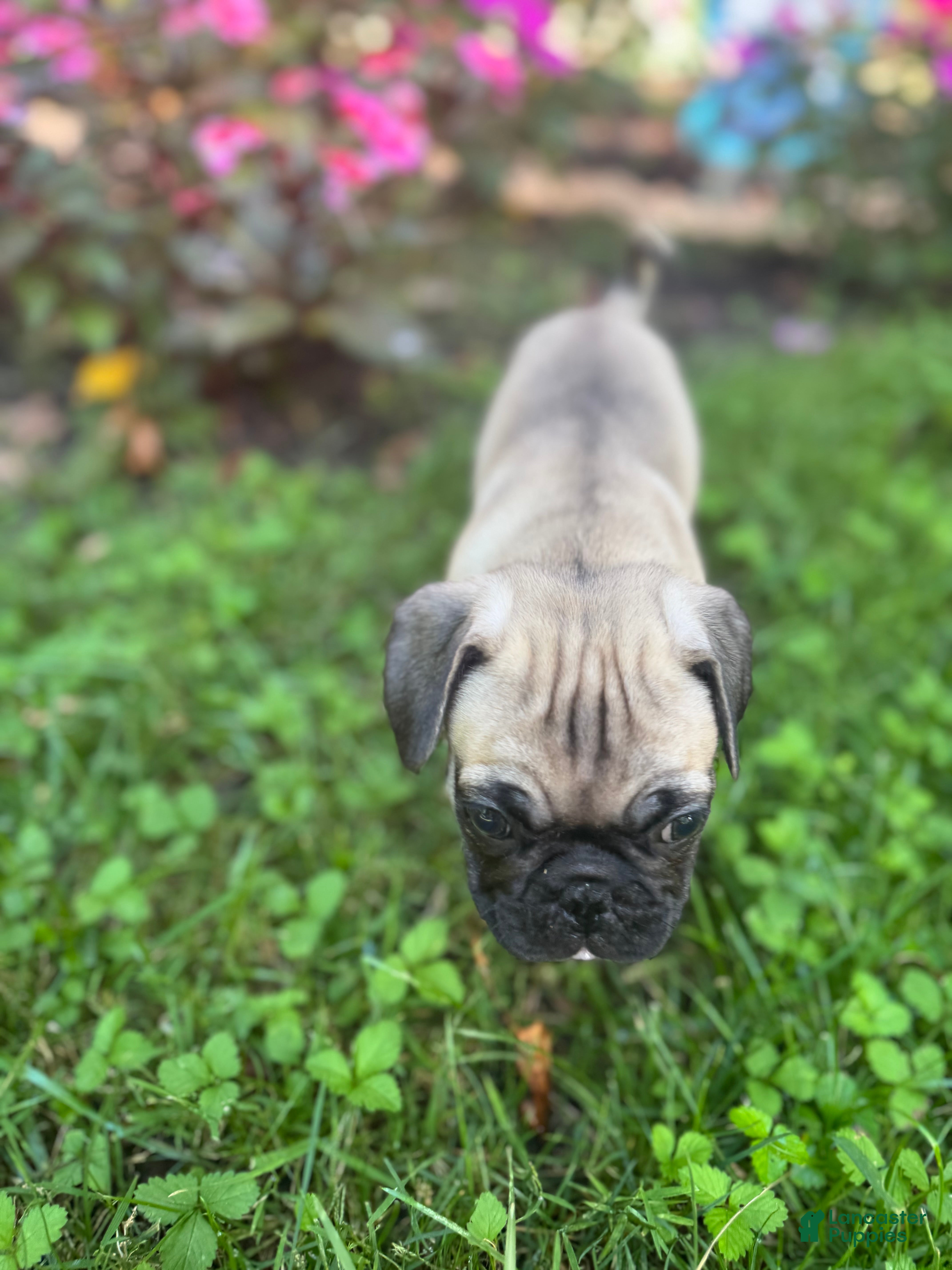 Frug dogs for sale: Frug 4 - Ad 1