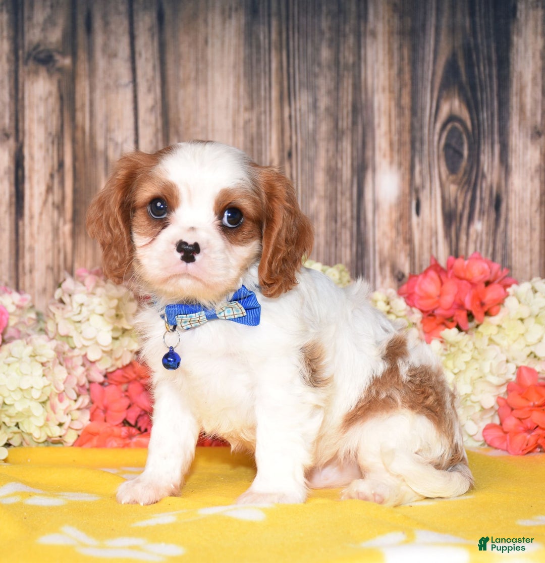 Cavalier King Charles Spaniel dogs for sale: Nash - Ad 2