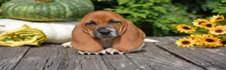 Basset Hound dogs for sale: Lyric - Ad 3
