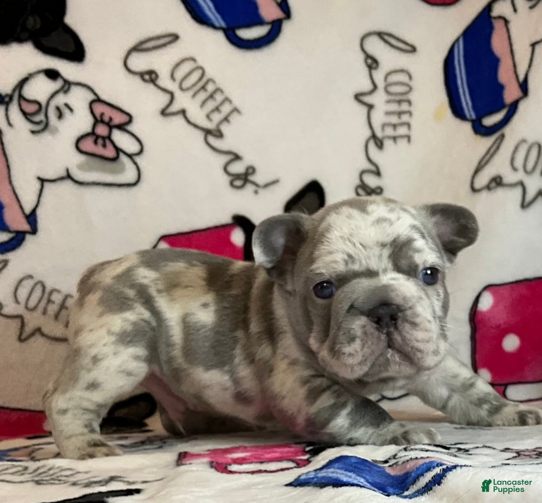 French Bulldog dogs for sale: Garmin - Ad 20