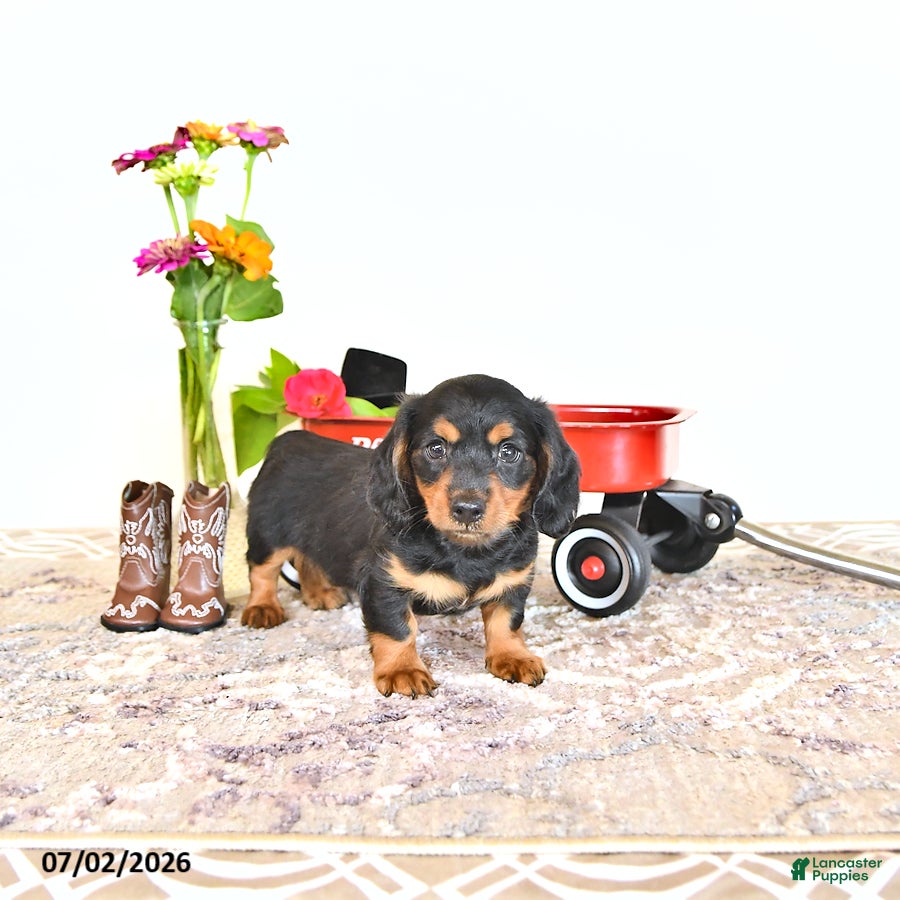 Miniature Dachshund dogs Clyde - Ad 2
