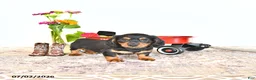 Miniature Dachshund dogs for sale: Clyde - Ad 2