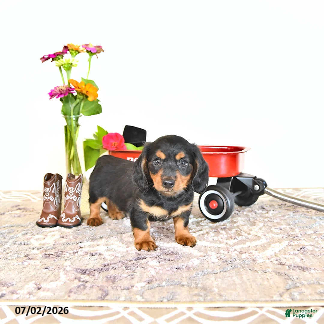 Miniature Dachshund dogs for sale: Clyde - Ad 2