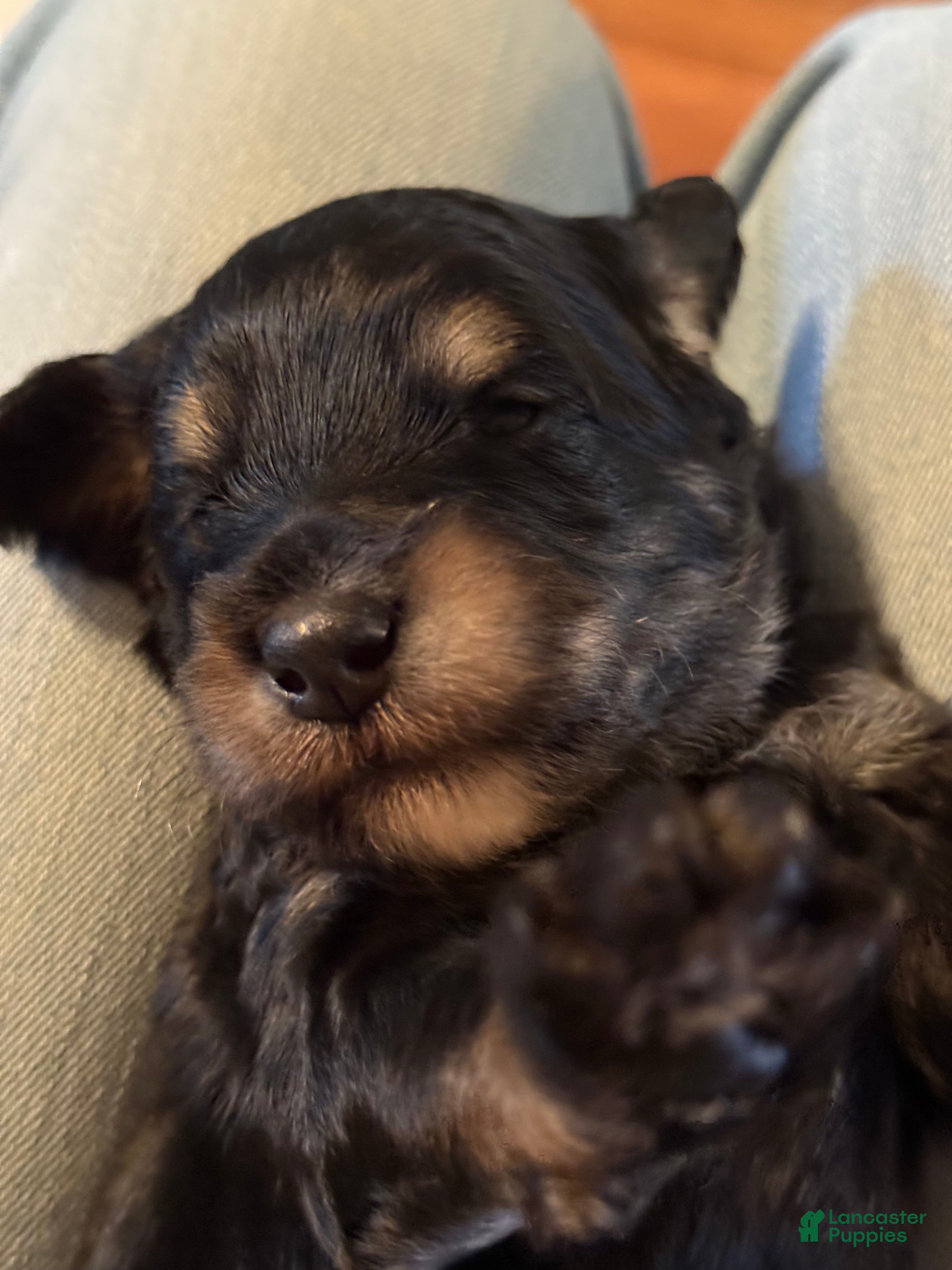 Mini Goldendoodle dogs Mini Goldendoodle Puppy 5 - Ad 9