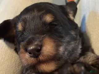 Mini Goldendoodle dogs Mini Goldendoodle Puppy 5 - Ad 9