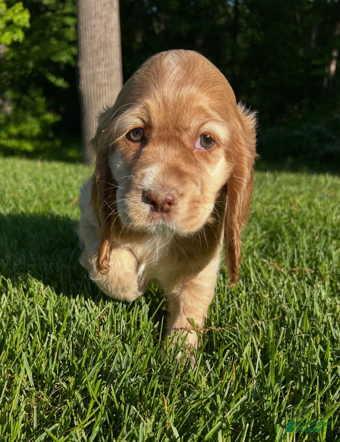 Cocker Spaniel dogs for sale: Grace - Ad 4
