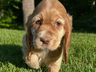Cocker Spaniel dogs for sale: Grace - Ad 4