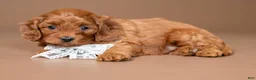 Cavapoo dogs for sale: Lace - Ad 2