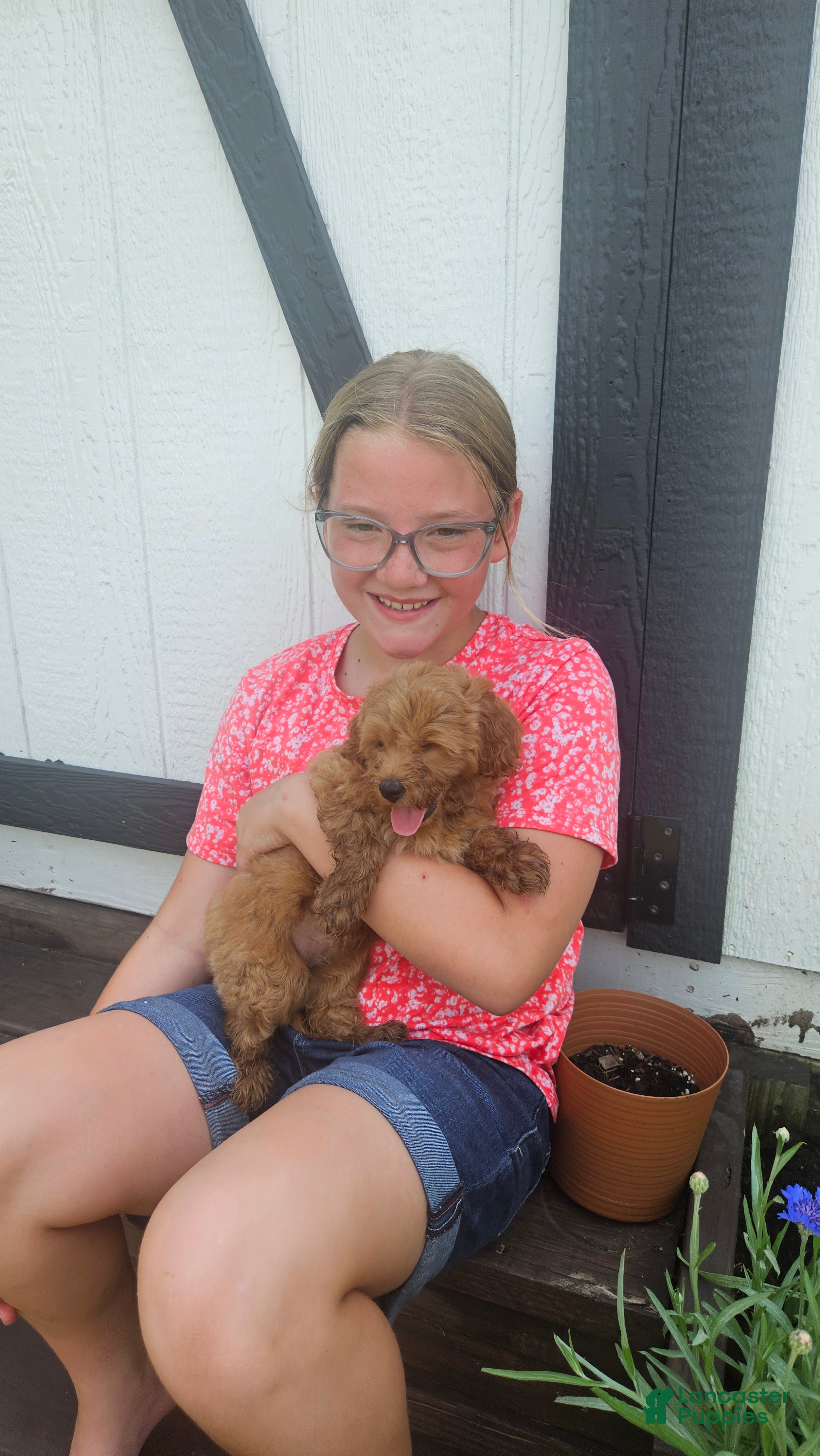 Mini Goldendoodle dogs Willow  - Ad 2