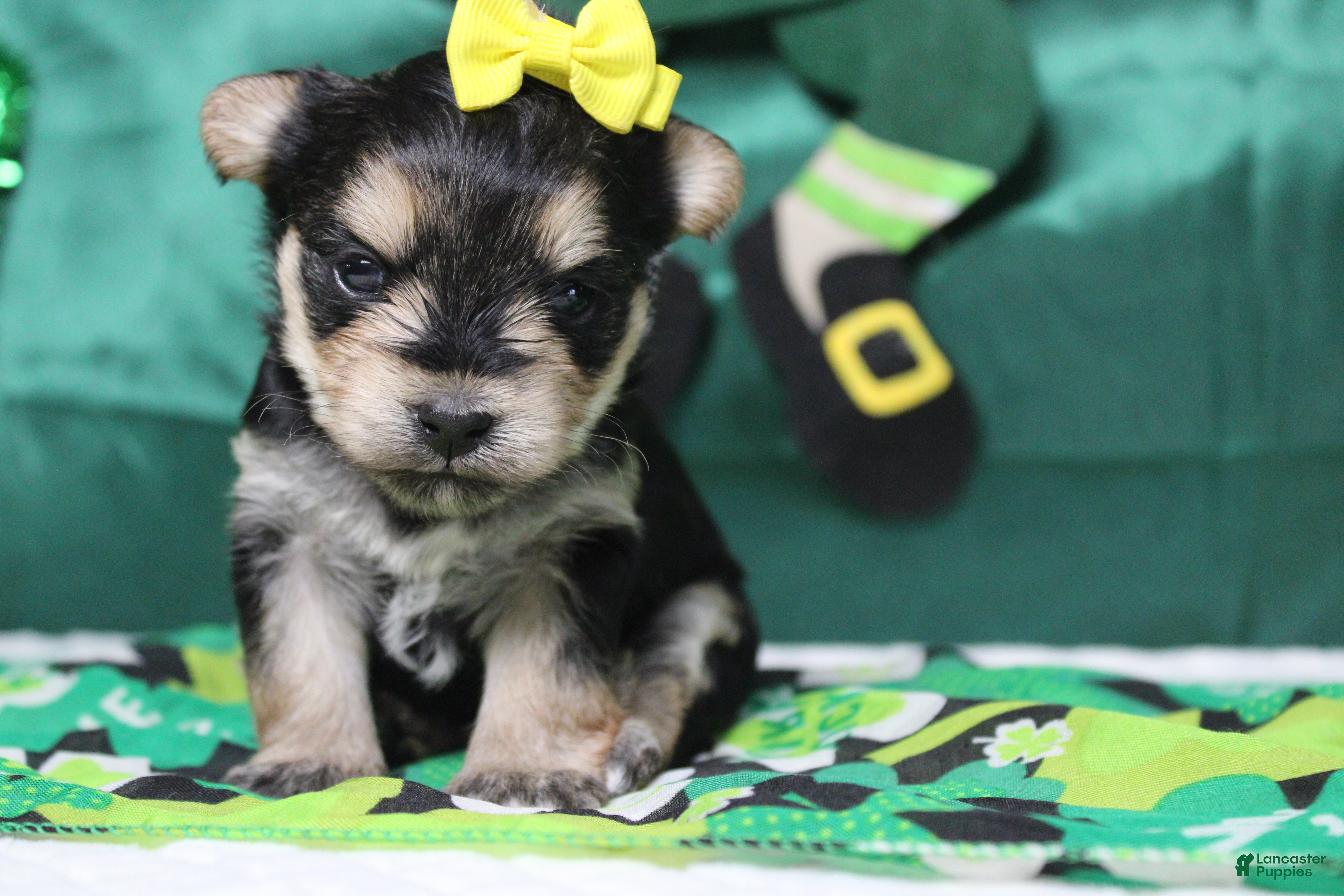 Morkie dogs Sydney - Ad 32