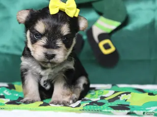 Morkie dogs Sydney - Ad 32